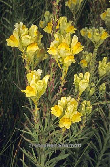 linaria vulgaris 1 graphic